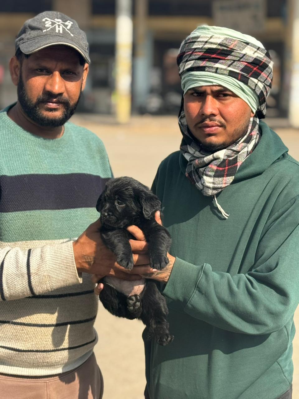 Puppy delivery to Chandigarh customer by Kharoud Kennel
