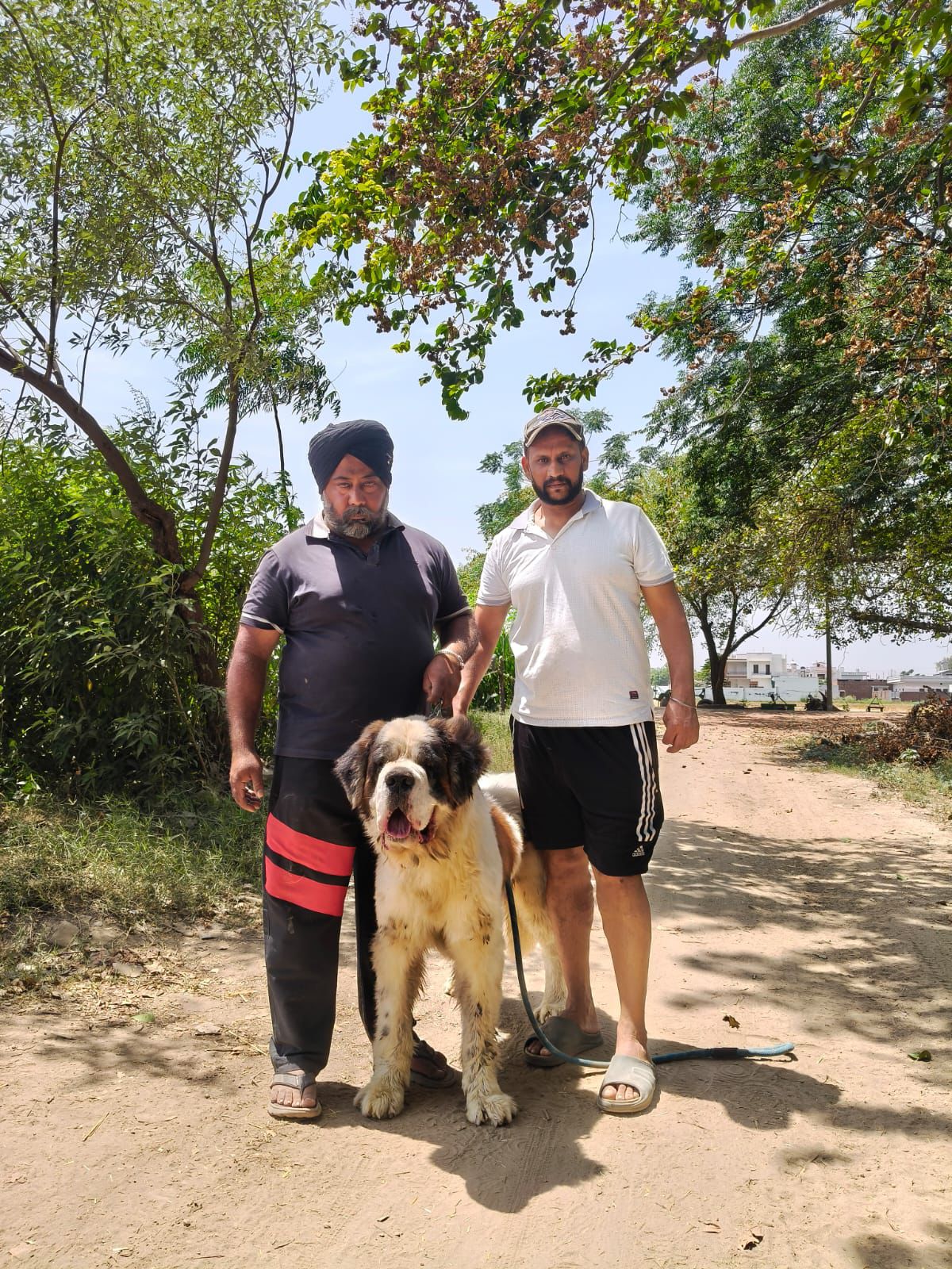 Golden Retriever puppy with smiling owner in Punjab