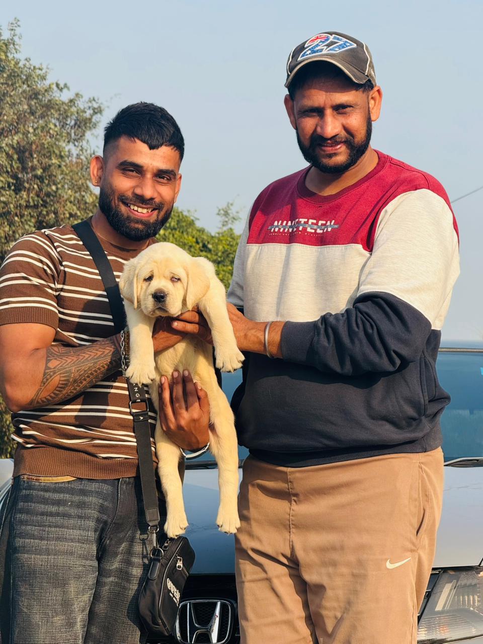 Puppy delivered with health guarantee certificate