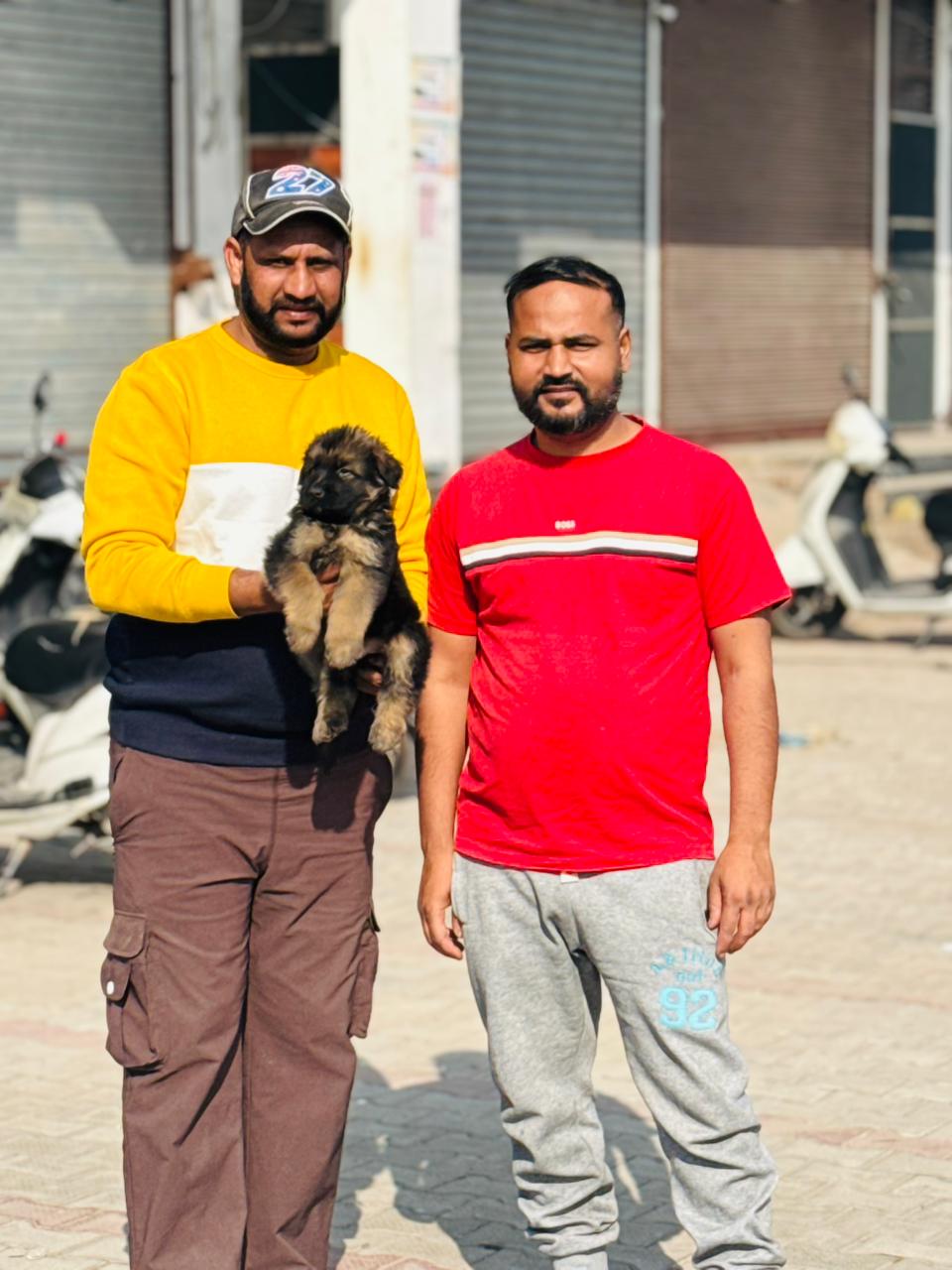 Puppy delivery to Chandigarh family - Kharoud Kennel