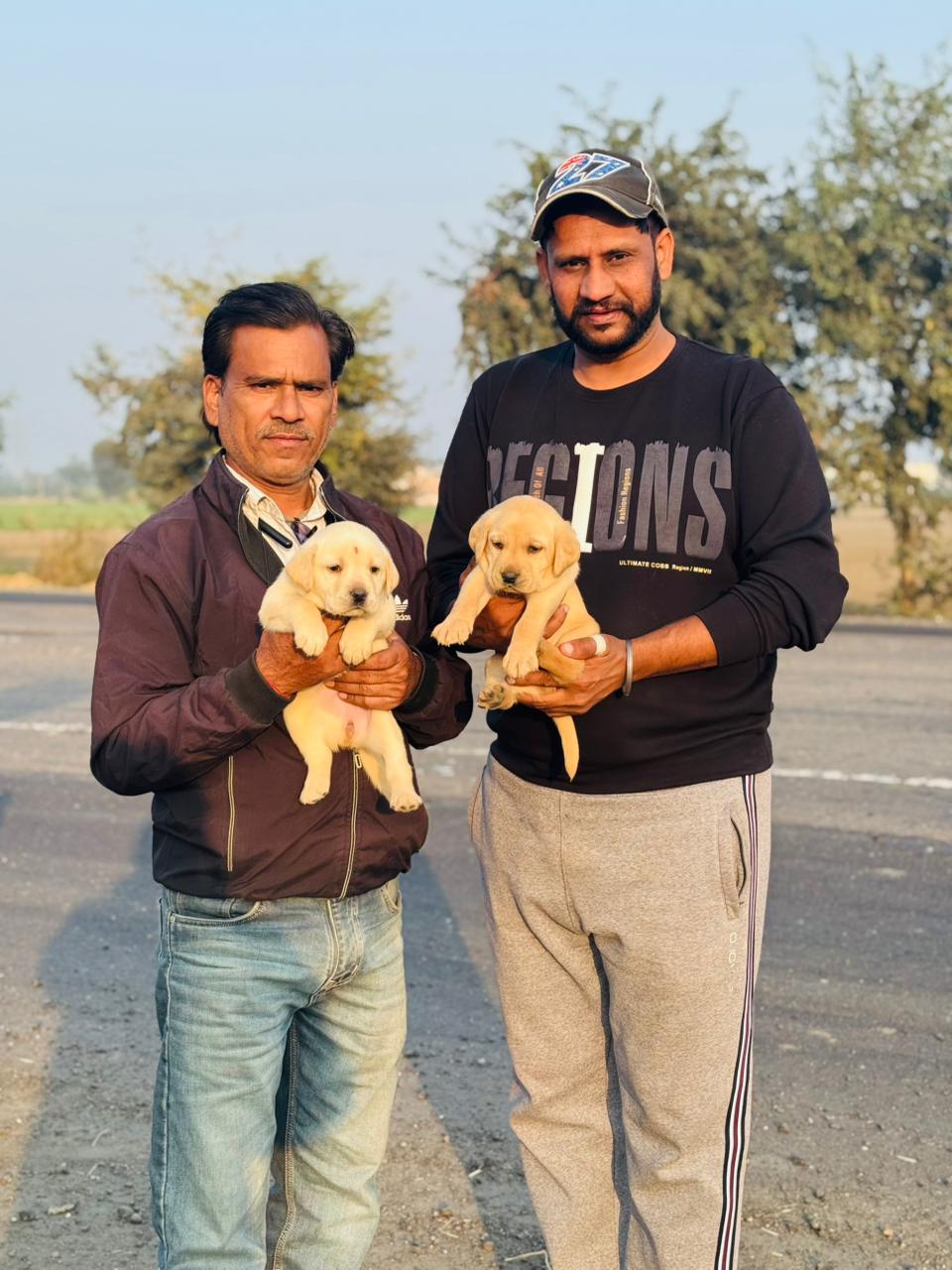 Cute puppy delivered with vaccination certificates
